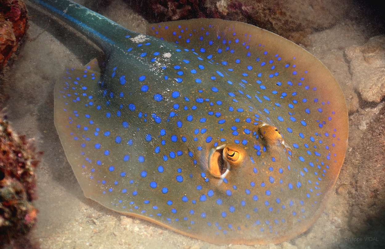 Sipadan_2015_Raie pastenague a taches bleues_Taeniura lymna_IMG_2789_rc.jpg